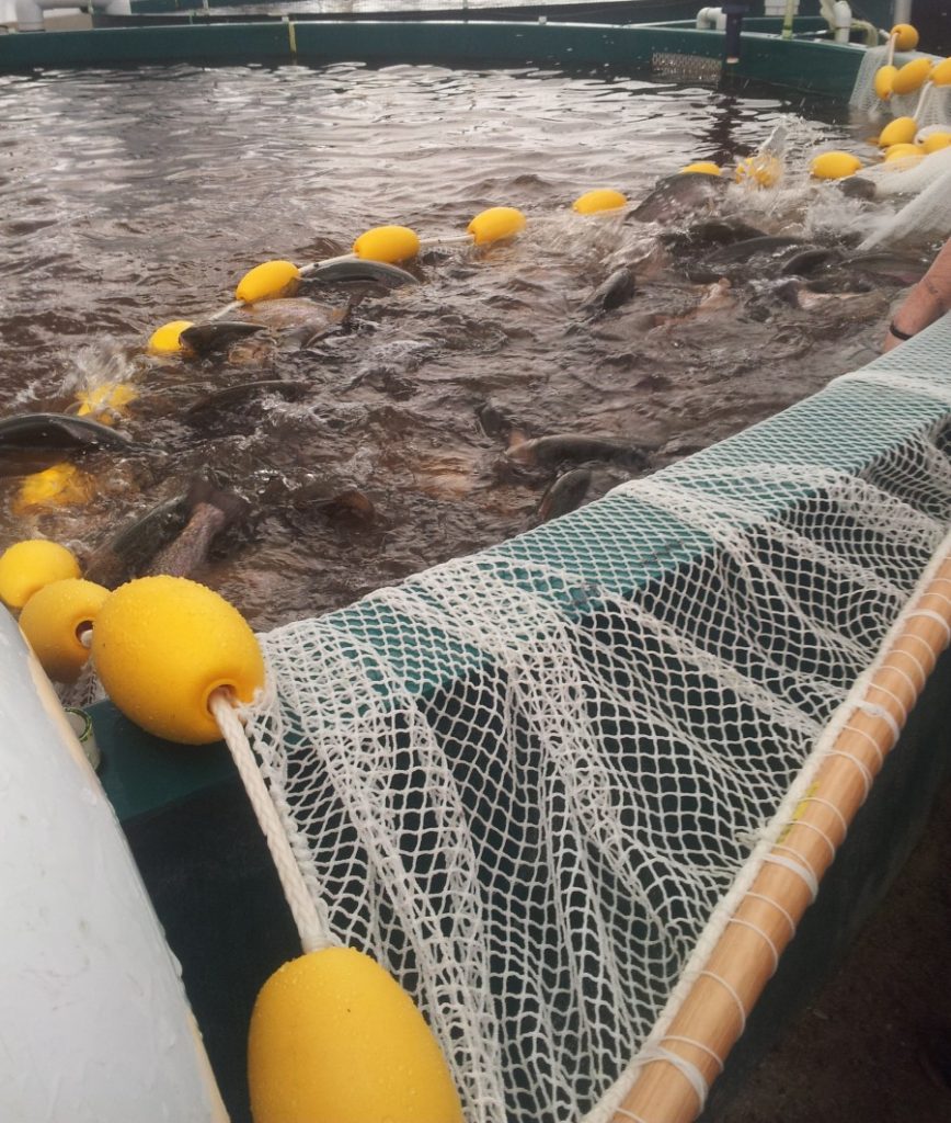 Seines Nets British Columbia, Aquaculture